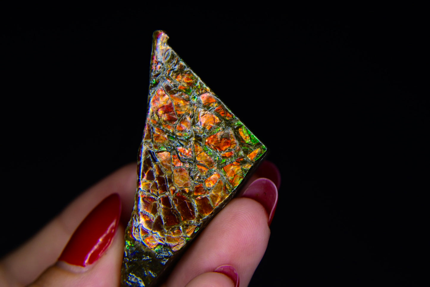 Ammolite Specimen