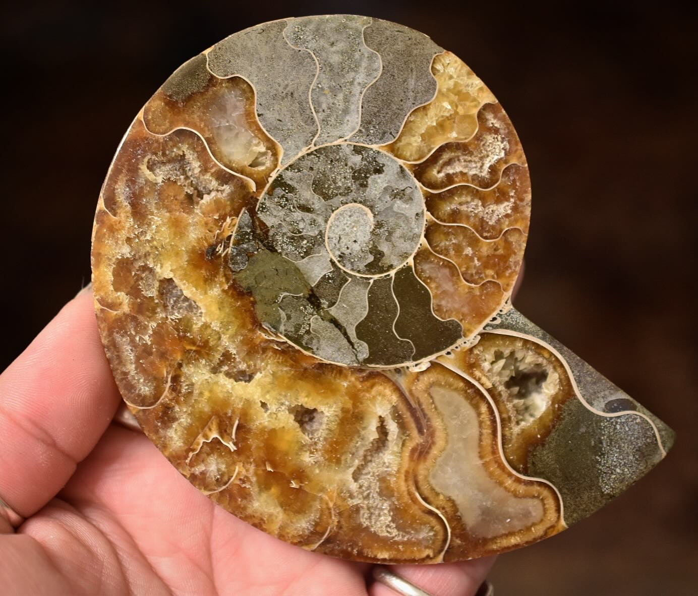 Ammonite Specimen