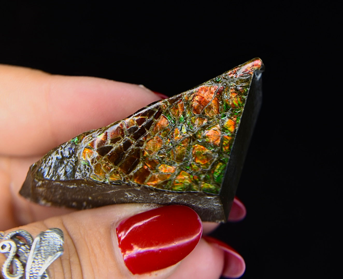 Ammolite Specimen