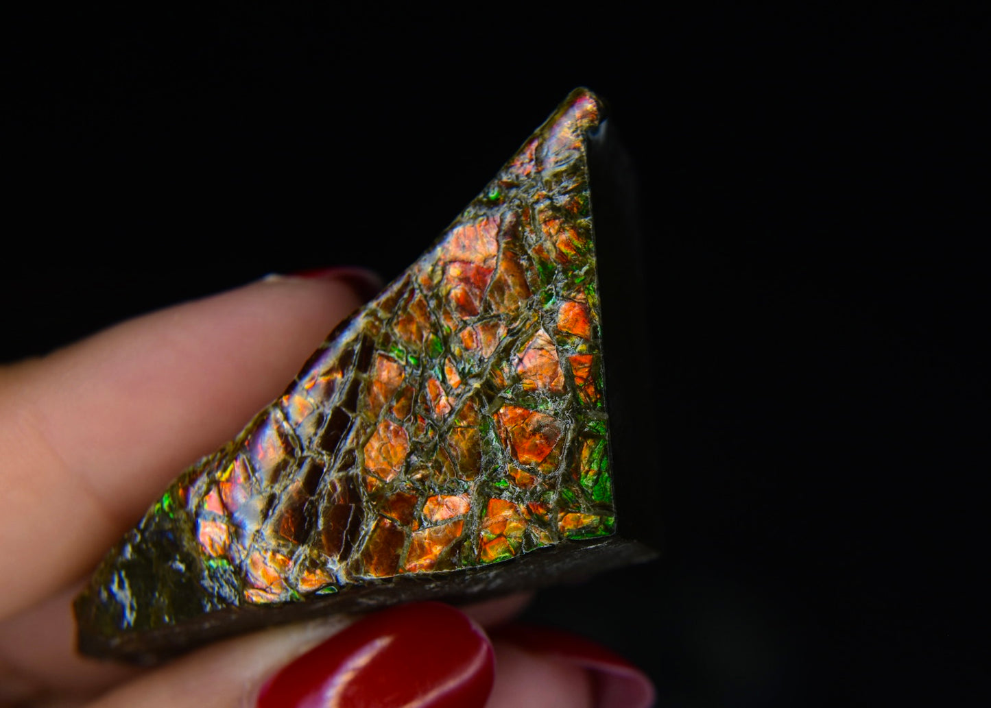 Ammolite Specimen