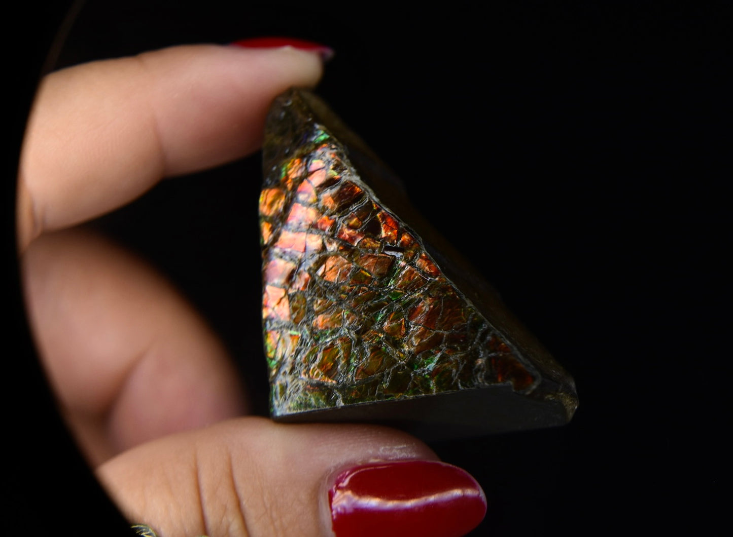 Ammolite Specimen
