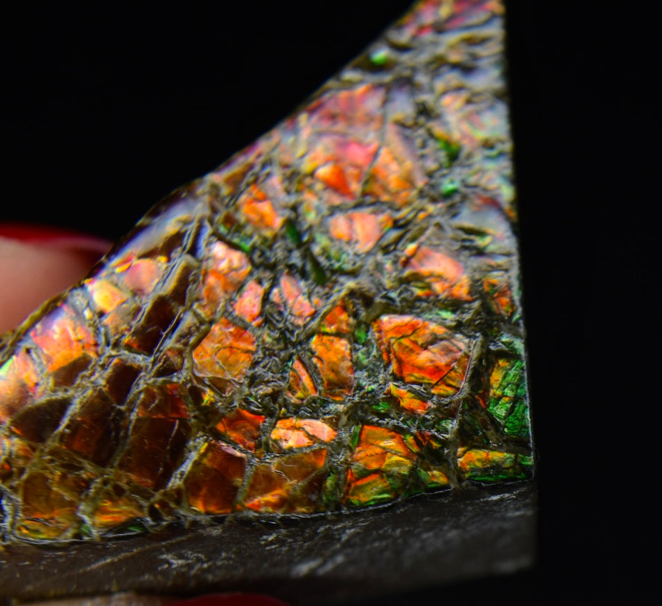 Ammolite Specimen