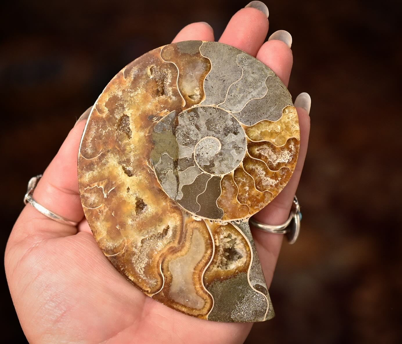 Ammonite Specimen