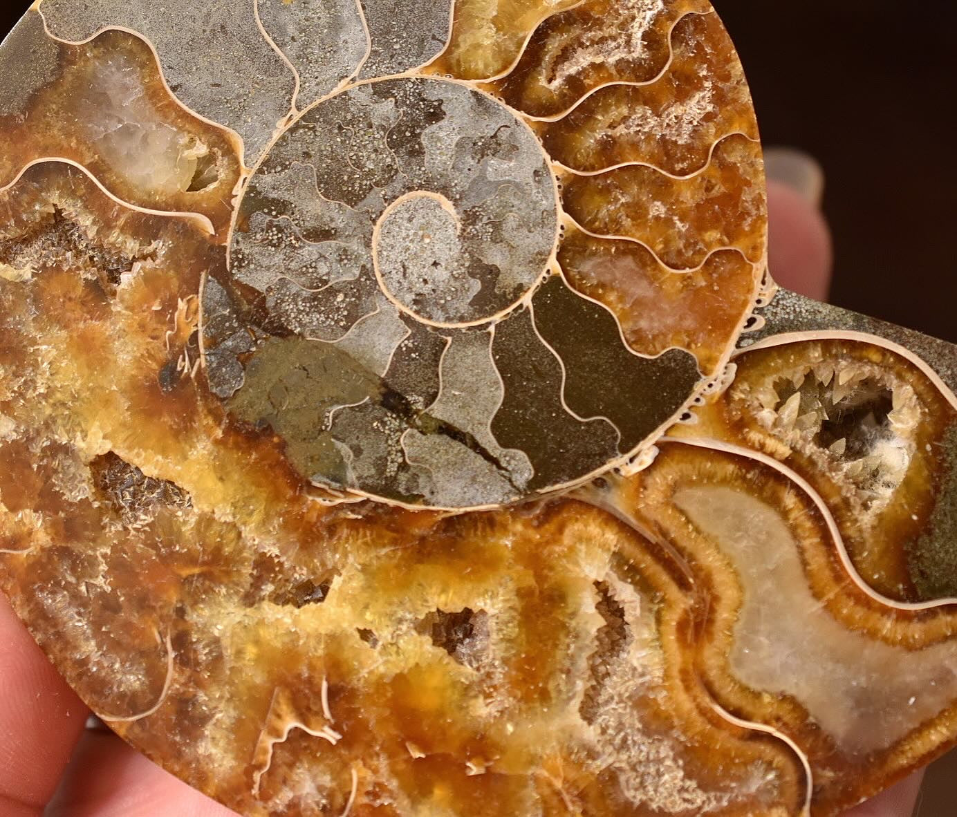 Ammonite Specimen