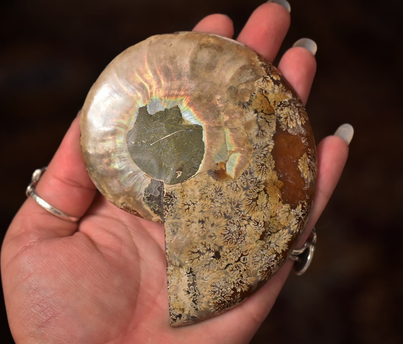 Ammonite Specimen