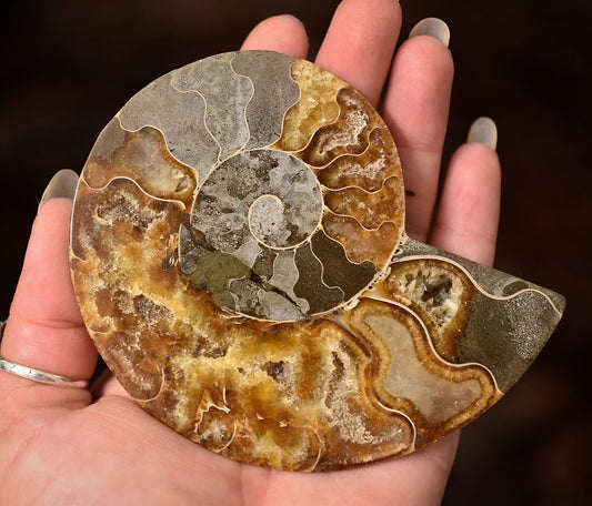 Ammonite Specimen